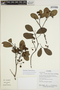 Sloanea terniflora (Sessé & Moc. ex DC.) Standl., Ecuador, R. Aguinda 345, F
