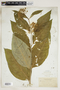 Asclepias exaltata L., U.S.A., A. Chase 1819, F