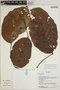 Sloanea usurpatrix Sprague & L. Riley, Ecuador, K. Romoleroux 3061, F