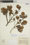 Sloanea obtusifolia (Moric.) K. Schum., Brazil, R. P. Belém 3422, F