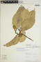 Sloanea latifolia (Rich.) K. Schum., Peru, J. Ruíz 1203, F