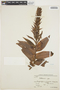 Habenaria Willd., BOLIVIA, J. Steinbach 7435, F