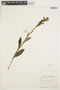 Habenaria Willd., BOLIVIA, W. M. A. Brooke 6947, F