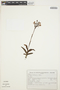 Habenaria Willd., BRAZIL, R. Reitz 17.619, F