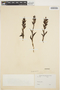 Habenaria Willd., PERU, J. J. Soukup 3980, F