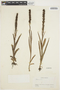 Habenaria Willd., URUGUAY, H. H. Bartlett 21200, F