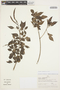 Tecoma rosifolia Kunth, BOLIVIA, A. H. Gentry 22708, F