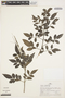 Tecoma rosifolia Kunth, BOLIVIA, A. H. Gentry 22739, F
