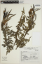 Tecoma rosifolia Kunth, Peru, S. Llatas Quiroz 9144, F
