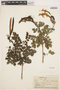 Tecoma capensis (Thunb.) Lindl., PERU, R. J. Seibert 2094, F