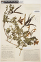 Tecoma capensis (Thunb.) Lindl., ECUADOR, A. Rimbach 832, F