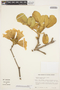 Handroanthus ochraceus (Cham.) Mattos, Brazil, J. H. Kirkbride, Jr. 3603, F