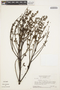 Jacaranda copaia (Aubl.) D. Don, SURINAME, H. S. Irwin 55138, F