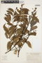 Jacaranda copaia subsp. spectabilis (Mart. ex A. DC.) A. H. Gentry, Peru, J. Schunke Vigo 6131, F
