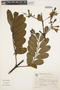 Jacaranda irwinii A. H. Gentry, Brazil, G. G. Hatschbach 47400, F
