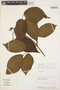 Stizophyllum riparium (Kunth) Sandwith, Peru, Rod. Vásquez 9308, F