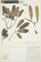 Tabebuia aurea (Silva Manso) Benth. & Hook. f. ex S. Moore, Bolivia, I. G. Vargas C. 3635, F