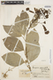 Tanaecium pyramidatum (Rich.) L. G. Lohmann, Colombia, J. Cuatrecasas 16852, F
