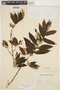 Muntingia calabura L., ARGENTINA, T. Meyer 4980, F