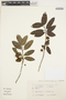 Crinodendron tucumanum Lillo, ARGENTINA, S. Zapata 55, F