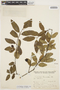 Crinodendron tucumanum Lillo, ARGENTINA, S. Venturi 3979, F