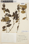 Crinodendron tucumanum Lillo, ARGENTINA, M. Lillo 3133, F
