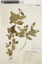 Crinodendron tucumanum Lillo, ARGENTINA, S. Venturi 3979, F