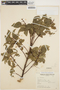 Aristotelia chilensis (Molina) Stuntz, ARGENTINA, R. D. Barba 560, F