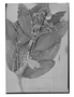 Field Museum photo negatives collection; Genève specimen of Parinari pajura Benoist, Brazil, J. E. Huber [MG7045], Isotype, G