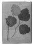 Field Museum photo negatives collection; Genève specimen of Chondrodendron latifolium (Miers) Diels, BRAZIL, J. S. Blanchet, Type [status unknown], G