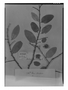 Field Museum photo negatives collection; Genève specimen of Annona sanctae-crucis S. Moore, BRAZIL, G. O. A. Malme 1206, Type [status unknown], G
