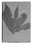 Field Museum photo negatives collection; Genève specimen of Duguetia cadaverica Huber, BRAZIL, A. Ducke 7995, Isotype, G