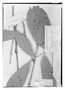 Field Museum photo negatives collection; Genève specimen of Duguetia flagellaris Huber, BRAZIL, A. Ducke s.n., Isotype, G