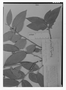 Field Museum photo negatives collection; Genève specimen of Duguetia dicholepidota Mart., BRAZIL, J. S. Blanchet 2828, Lectotype, G