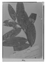 Field Museum photo negatives collection; Genève specimen of Duguetia gardneriana Mart., BRAZIL, G. Gardner 914, Isolectotype, G