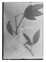 Field Museum photo negatives collection; Genève specimen of Duguetia quitarensis Benth., BRITISH GUIANA [Guyana], R. H. Schomburgk 561, Isotype, G