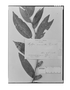Field Museum photo negatives collection; Genève specimen of Xylopia macrantha Triana & Planch., COLOMBIA, J. J. Triana, Type [status unknown], G