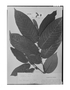Field Museum photo negatives collection; Genève specimen of Rollinia edulis Triana & Planch., Colombia, J. J. Triana s.n., Isotype, G