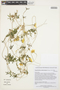 Scyphanthus stenocarpus Urb. & Gilg, CHILE, M. F. Gardner 8351 C, F