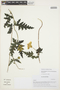 Caiophora cirsiifolia C. Presl, PERU, J. R. Grant 10-4607, F
