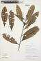 Roucheria punctata (Ducke) Ducke, PERU, A. Peña 11388, F