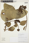 Hydrangea tarapotensis Briq., PERU, A. Monteagudo & R. Vasquez 29276, F