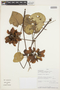 Stigmaphyllon sarmentosum Cuatrec., Peru, J. Campos 5788, F