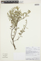 Cuphea racemosa (L. f.) Spreng., PERU, A. Peña 15331, F