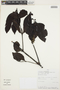 Phoradendron piperoides (Kunth) Trel., PERU, H. H. Van der Werff 16620, F
