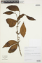 Phoradendron crassifolium (Pohl ex DC.) Eichler, BRAZIL, R. C. Forzza 3503, F