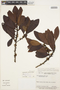 Myrsinaceae, BRAZIL, J. M. Pires 16415, F