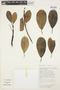 Cybianthus spicatus (Kunth) G. Agostini, BOLIVIA, R. Quevedo 2632, F