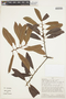 Myrsine coriacea (Sw.) R. Br. ex Roem. & Schult., PERU, B. Peyton 1475, F