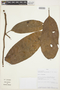 Compsoneura capitellata (A. DC.) Warb., PERU, 88, F